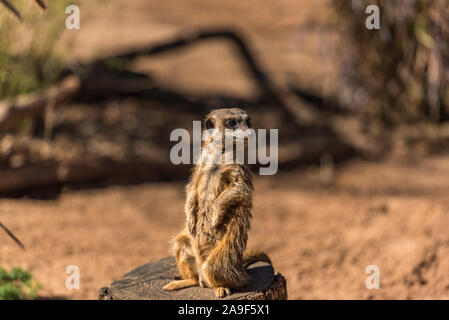 Afrikanische Mongoose, erdmännchen oder erdmännchen stehend auf Alarm Stockfoto