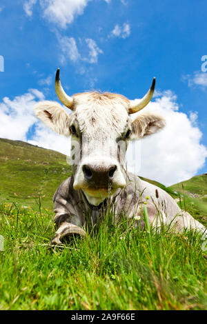 Liegende Kuh auf der Weide Stockfoto