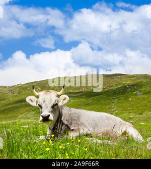 Liegende Kuh auf der Weide Stockfoto