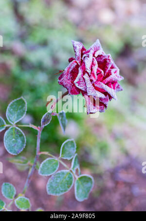Blühende rote Rose mit Raureif bedeckt nach dem ersten Frost im Herbst. Close Up. Stockfoto
