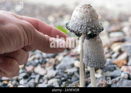 Pilz namens Schopftintling wird durch einen Pilz picker abgeholt Stockfoto