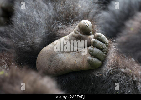 Mountain Gorilla, Fuß detail, Gorilla beringei beringei, Pablo Team, Ruanda, Afrika Stockfoto