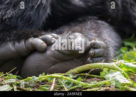 Mountain Gorilla, Füße detail, Gorilla beringei beringei, Pablo Team, Ruanda, Afrika Stockfoto