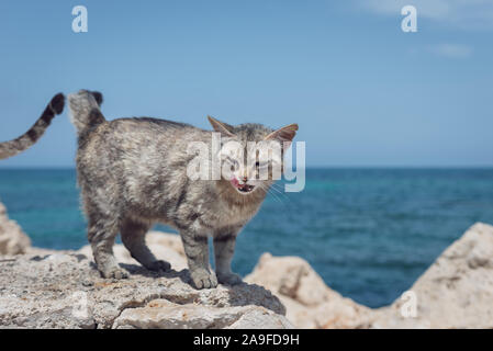 Eine streunende Katze lecken ihre Lippen, während auf den Felsen in der Nähe des Meeres stand. Stockfoto