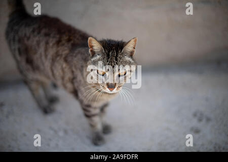 Eine streunende Katze auf der Straße suchen, um sich beim Stehen auf einem Gehsteig. Stockfoto