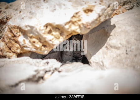 Streunende Katzen unter den Felsen am Strand in Denia, Spanien. Stockfoto