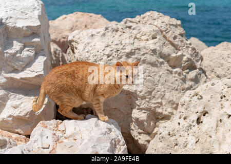 Eine streunende Katze Ginger lebte unter den Felsen am Strand in Denia, Spanien. Stockfoto