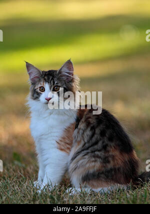 Eine wunderschöne 4 Monate alte Norwegische Waldkatze Kitten im Abend licht Stockfoto