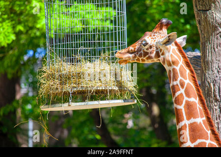 Giraffe Essen vom Zubringer in den Zoo Stockfoto