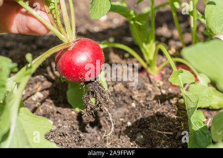 Reif Radieschen ist aus dem Gemüsegarten geerntet Stockfoto