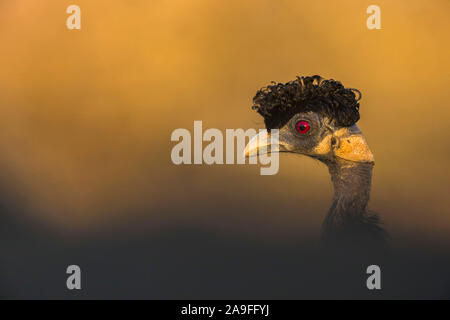 Crested guineafowl (Guttera pucherani), Zimanga Game Reserve, KwaZulu-Natal, Südafrika Stockfoto