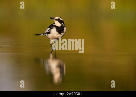 African pied Bachstelze (Motacilla aguimp), Zimanga Private Game Reserve, KwaZulu-Natal, Südafrika Stockfoto