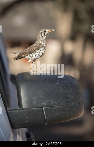 Groundscraper Thrush (Psophocichla litsitsirupa) auf Auto Rückspiegel, Kgalagadi Transfrontier Park, Südafrika Stockfoto