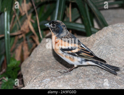 Bergfink" Fringilla montifringilla, männlich in nicht-Zucht Gefieder. Südwesten Frankreichs. Stockfoto