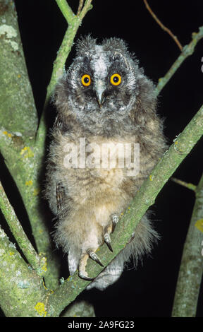 Waldohreule "Asio otus". Junge aus dem Nest. Südwesten Frankreichs. Stockfoto