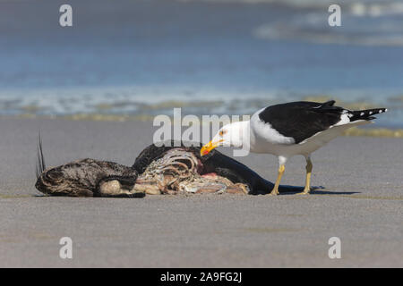 Kelp (Kap) Möwe (Larus dominicanus) Ernährung auf Cape Fell Dichtung Karkasse, Western Cape, Südafrika Stockfoto