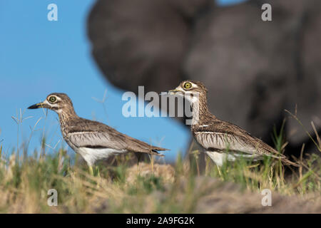 Wasser mit dickem Knie (Burhinus vermiculatus), Chobe National Park, Botswana Stockfoto