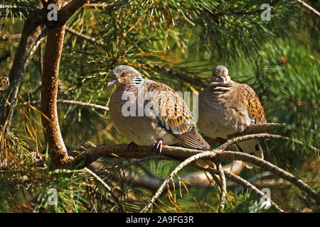 Die Turteltaube treptopelia Turtur 'Erwachsenen. Sommer Besucher in Europa. Südwesten Frankreichs. Stockfoto