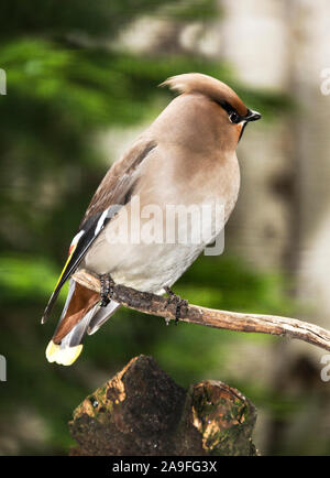 "Waxwing Bombycilla garrulus 'Erwachsenen Vogel auf einem Zweig Ausruhen nach der Migration. Gibraltar Point, Lincolnshire. England. Stockfoto