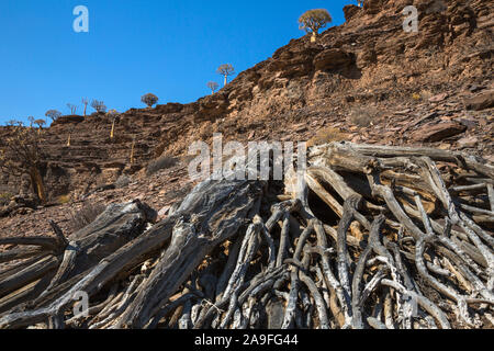 Tot Köcherbaum (Aloidendron dichotomum), in der Nähe von Nieuwoudtville, Northern Cape, Südafrika Stockfoto