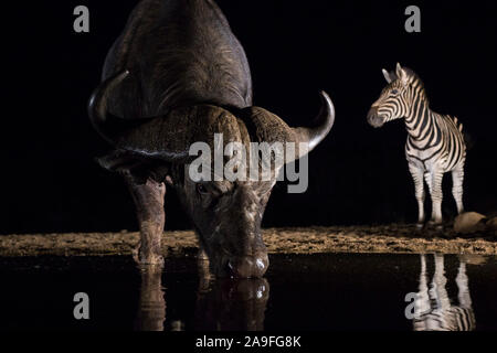 Kaffernbüffel (Syncerus Caffer) Alkoholkonsum in der Nacht, mit ebenen Zebras (Equus quagga), Zimanga Game Reserve, KwaZulu-Natal, Südafrika Stockfoto