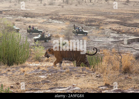 Touristen auf Safari Foto eine wilde Bengal Tiger zu Fuß durch Ranthambore Nationalpark, Rajasthan, Indien Stockfoto