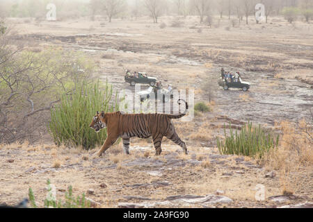 Touristen auf Safari Foto eine wilde Bengal Tiger zu Fuß durch Ranthambore Nationalpark, Rajasthan, Indien Stockfoto