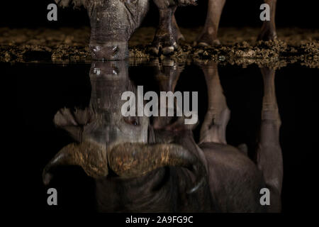 Kaffernbüffel (Syncerus Caffer) trinken in der Nacht, Zimanga privaten Wildreservat KwaZulu-Natal, Südafrika Stockfoto