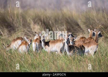 Red Letschwe Herden im Gras mit langen Schilf im Hintergrund, im Moremi NP (khwai), Botswana Stockfoto