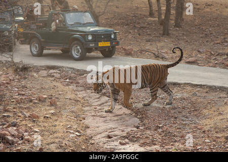 Touristen auf Safari noch ein Wild Tiger im Ranthambore Nationalpark, Indien Stockfoto