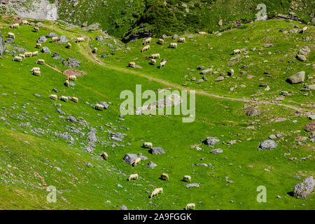 Kühe in den französischen Pyrenäen im Sommer Nationalpark Stockfoto