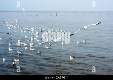 Rammstein, Tier in der wunderschönen Natur Landschaften, viele Vögel schweben und fliegen auf der Wasseroberfläche des Meeres in Bangpu Recreation Center, Famo Stockfoto