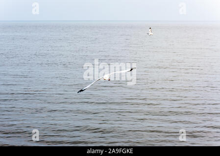 Paar Möwen, Tier in einer schönen natürlichen Landschaft, zwei Vögel, die gerne Fliegen über dem Meer Wasser bei Bangpu Art Education Center, berühmten touristischen Stockfoto