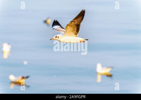 Tier in der wunderschönen Natur Landschaft für Hintergrund, Closeup Seitenansicht Möwe Vogel gerne fliegen auf dem blauen Meer im Sonnenuntergang, Bangpu Recreation Center Stockfoto