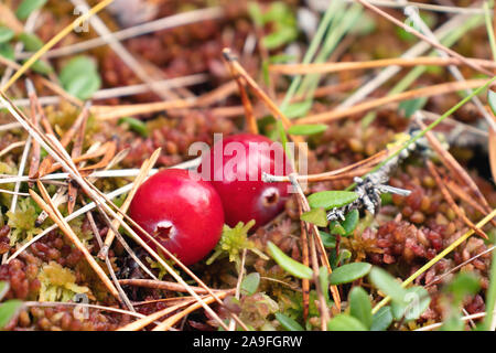 Zwei reife rote Preiselbeeren wachsen auf der Oberfläche der MOSS-Sumpf, Nahaufnahme Stockfoto