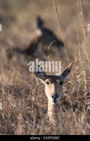 Reedbucks in Schilf im Moremi NP (khwai), Botswana ruhen Stockfoto