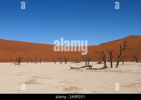 Wald und alte abgestorbene Bäume an Deadvlei, Sossusvlei Salz versteinerte Pan, Namibia Stockfoto