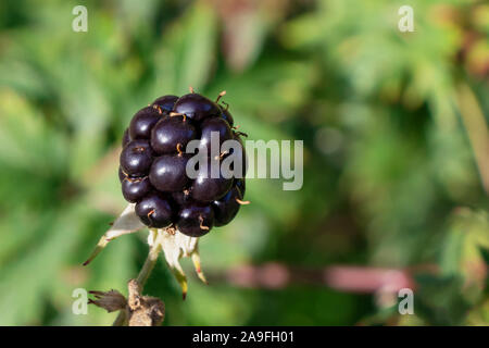 Reife Brombeeren auf einem Busch im Garten, in der Nähe Stockfoto