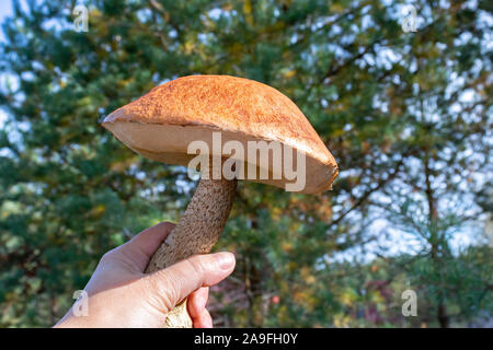 Orange Cap Steinpilz Pilz in weiblicher Hand auf einem Hintergrund von Kiefern Stockfoto