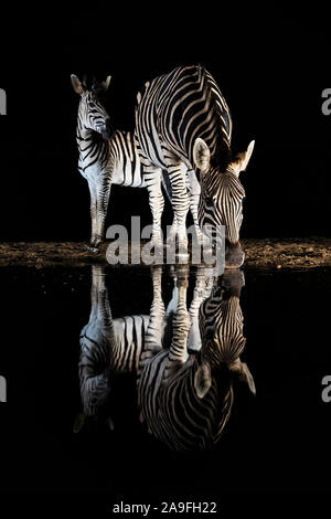 Ebenen Zebra (Equus Quagga) trinken in der Nacht, Zimanga private Game reserve, KwaZulu-Natal, Südafrika Stockfoto