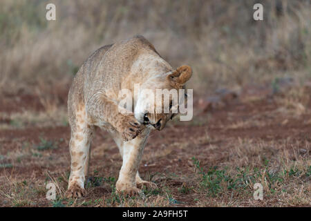 Löwin (Panthera leo) aus Thorn von Paw, Zimanga Private Game Reserve, KwaZulu-Natal, Südafrika Stockfoto