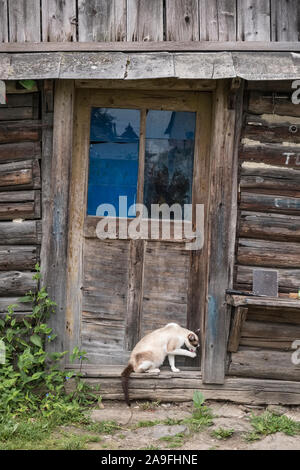 Săpânța, Maramureş, Rumänien. Eine Katze wäscht sich selbst und sitzt im Eingang einer krummen alten Holzhütte Stockfoto