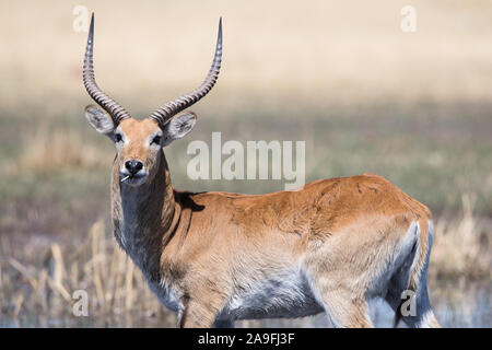 Neugierig Red Letschwe mail bei vollem Sonnenlicht im Moremi NP (khwai), Botswana Stockfoto