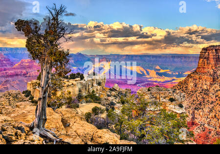 Baum am South Rim des Grand Canyon Stockfoto