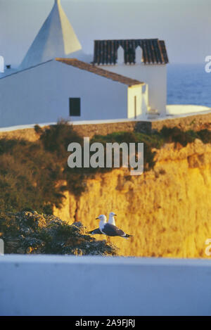 Yellow-legged Möwen vor der Nossa Senhora da Rocha Kapelle, Armacao de Pera, Algarve, Portugal, Europa Stockfoto