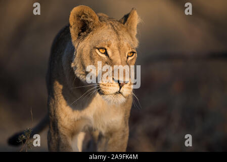 Portrait einer jungen Löwin (Panthera leo) in der frühen Morgensonne im Moremi NP (khwai), Botswana Stockfoto