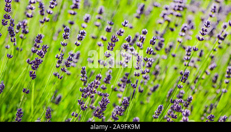 Lavendel Blüten vor Hintergrund Stockfoto