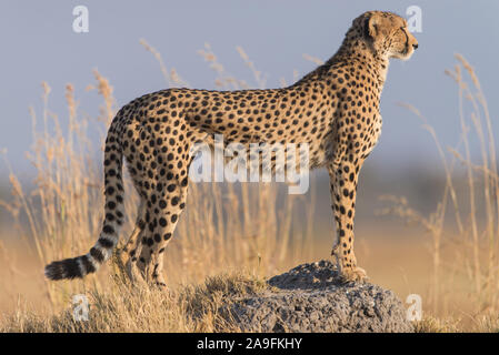 Cheetah stehen auf Termite Hill in perfekte Morgensonne im Moremi NP (khwai) Botsuana Stockfoto