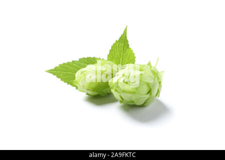 Grüne frische Hopfenzapfen auf weißem Hintergrund, in der Nähe Stockfoto