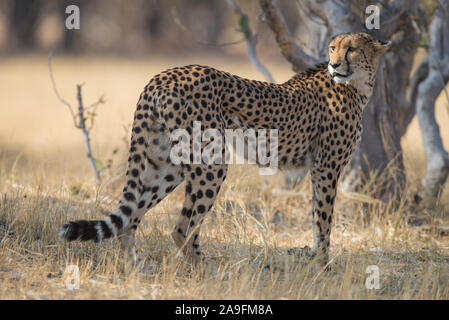 Schöne Geparden (Acinonyx jubatus) im Moremi NP (khwai), Botswana Stockfoto